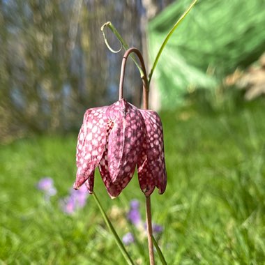 Fritillaria meleagris