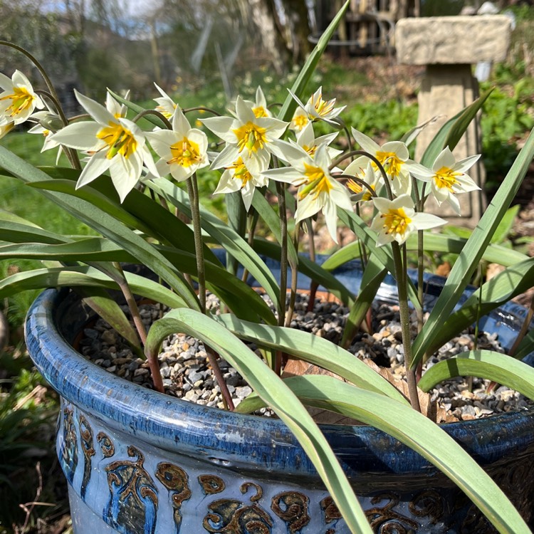 Plant image Tulipa turkestanica