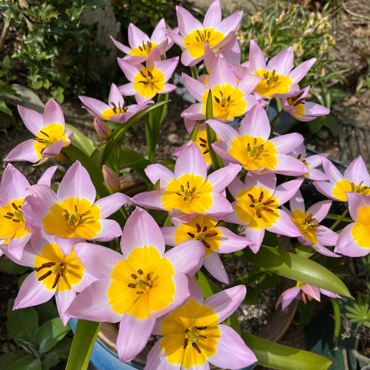 Plant image Tulipa saxatilis (Bakeri Group) 'Lilac Wonder'