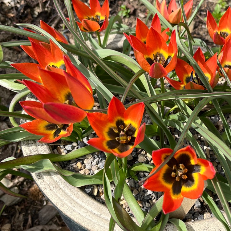 Plant image Tulipa 'Little Princess'