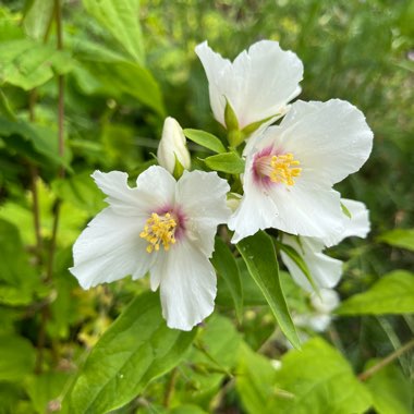 Mock orange 'Belle Etoile'