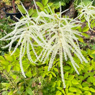 Goat's Beard