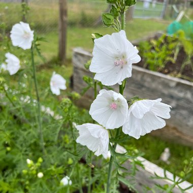 White Musk Mallow