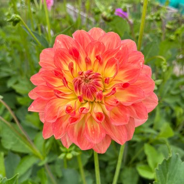 Border Dahlia