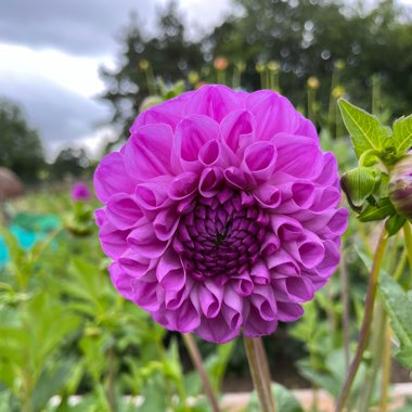 Border Dahlia