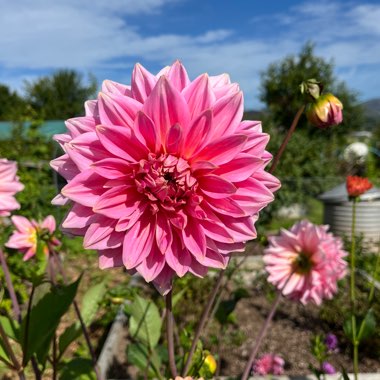 Border Dahlia