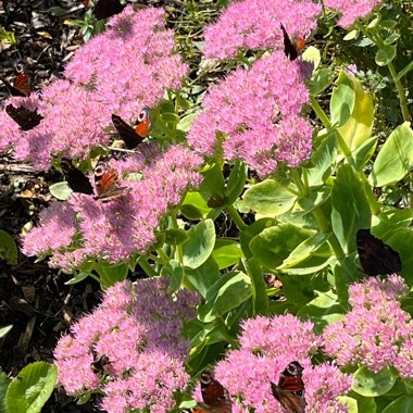 Stonecrop 'Neon'