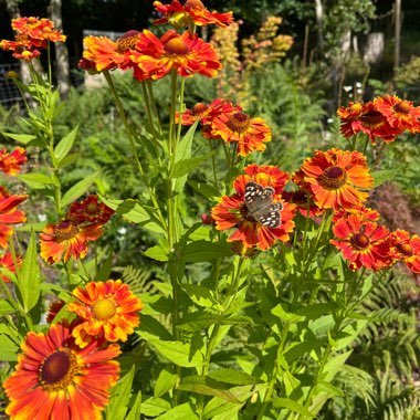 Sneezeweed 'Fuego' (Mariachi Series)