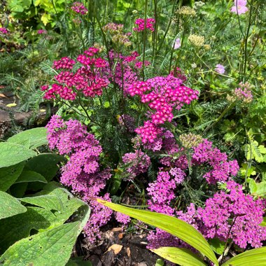 Yarrow