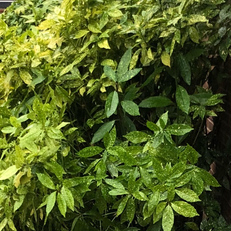 Plant image Aucuba variegata 'Crotonifolia'