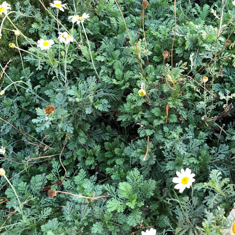 Plant image Cota tinctoria 'Sauce Hollandaise' syn. Anthemis tinctoria 'Sauce Hollandaise'