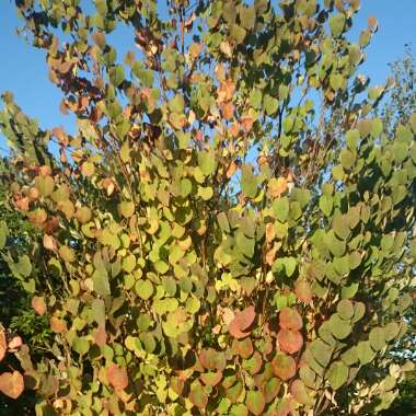 Katsura tree