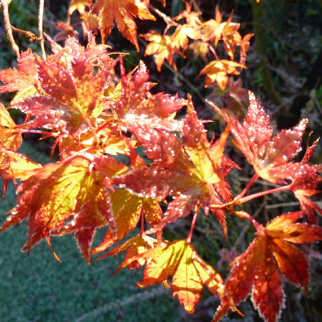 Japanese Maple