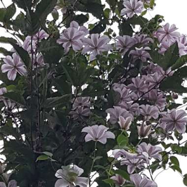 Clematis 'Huldine'