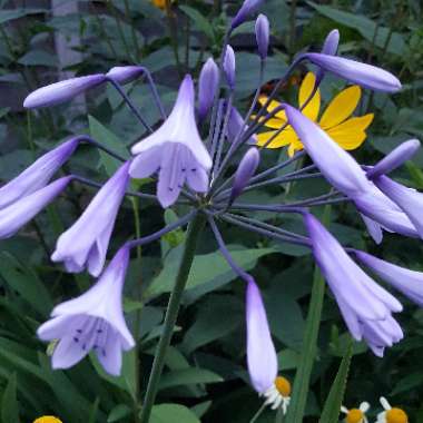 African Lily