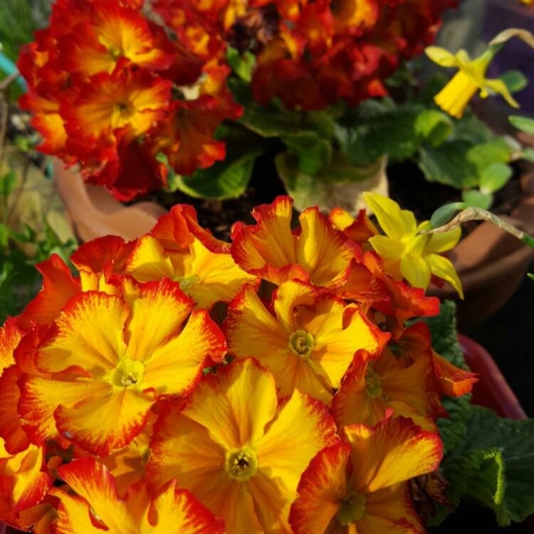 Plant image Primula Polyantha 'Firecracker