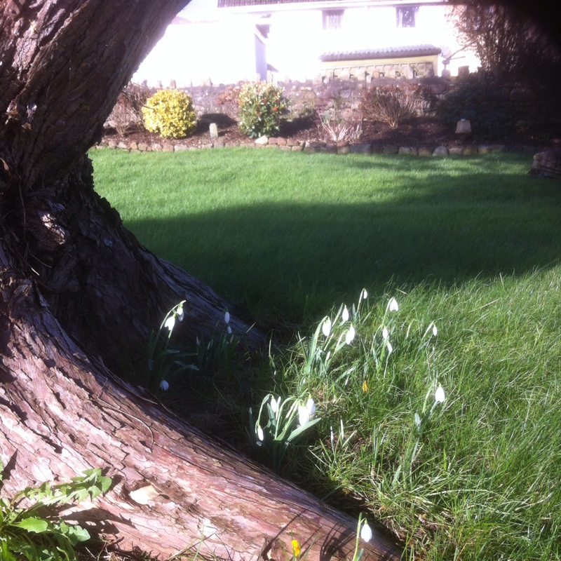 Plant image Galanthus nivalis 'Magnet'