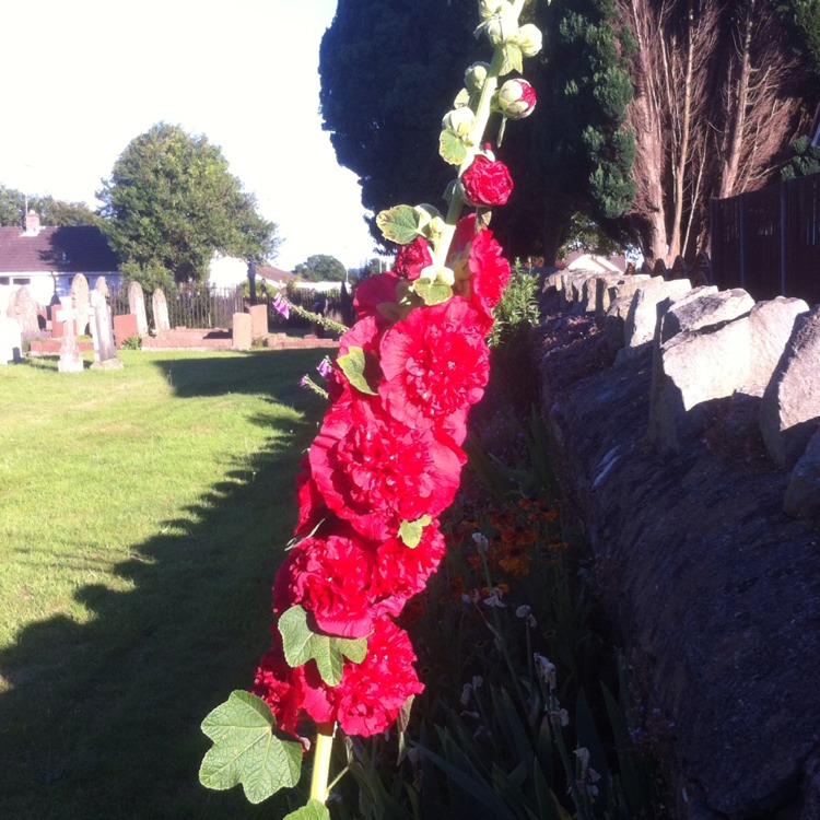 Plant image Alcea rosea 'Chater's Double Group Red'