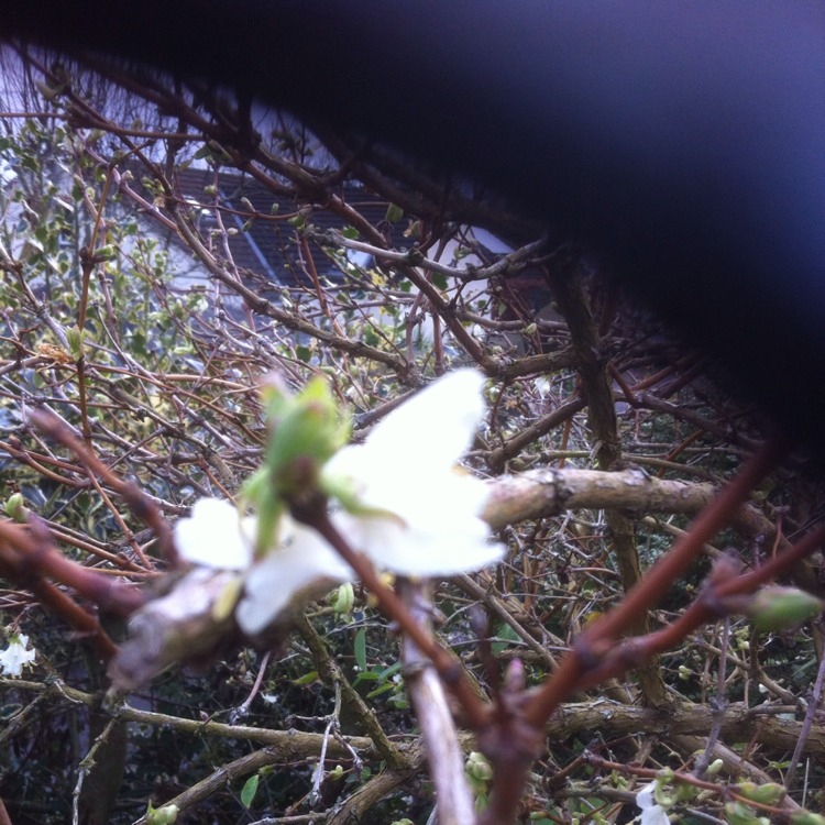 Plant image Chimonanthus Praecox ' Luteus' ,