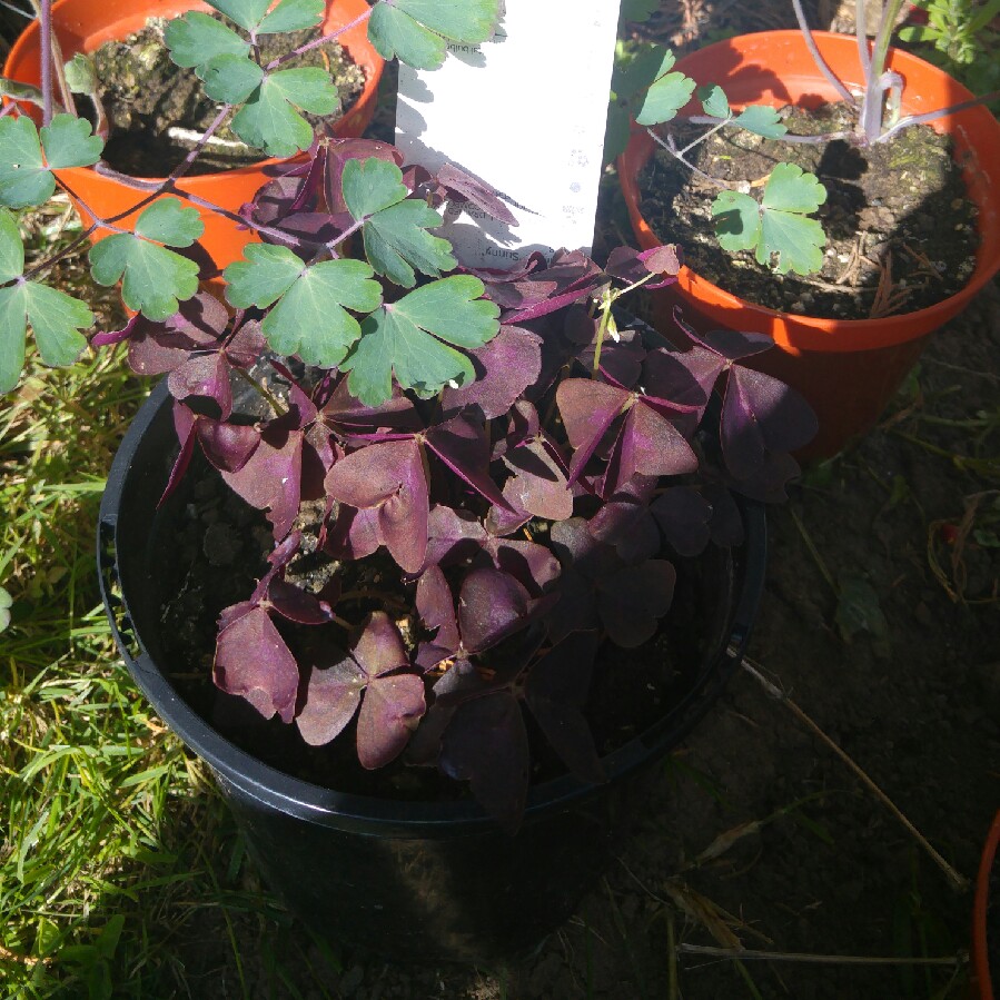 Purple False Shamrock