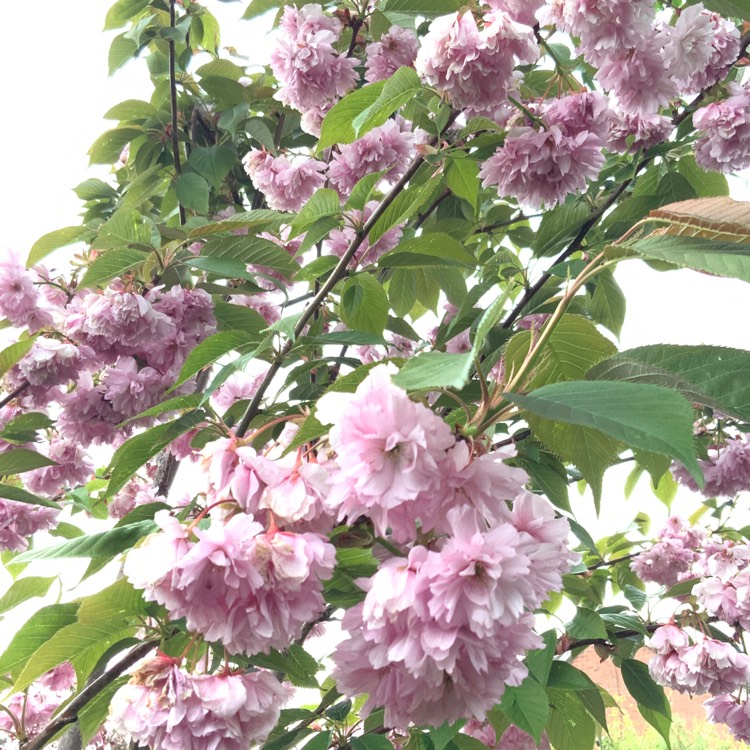 Plant image Prunus 'Kanzan'