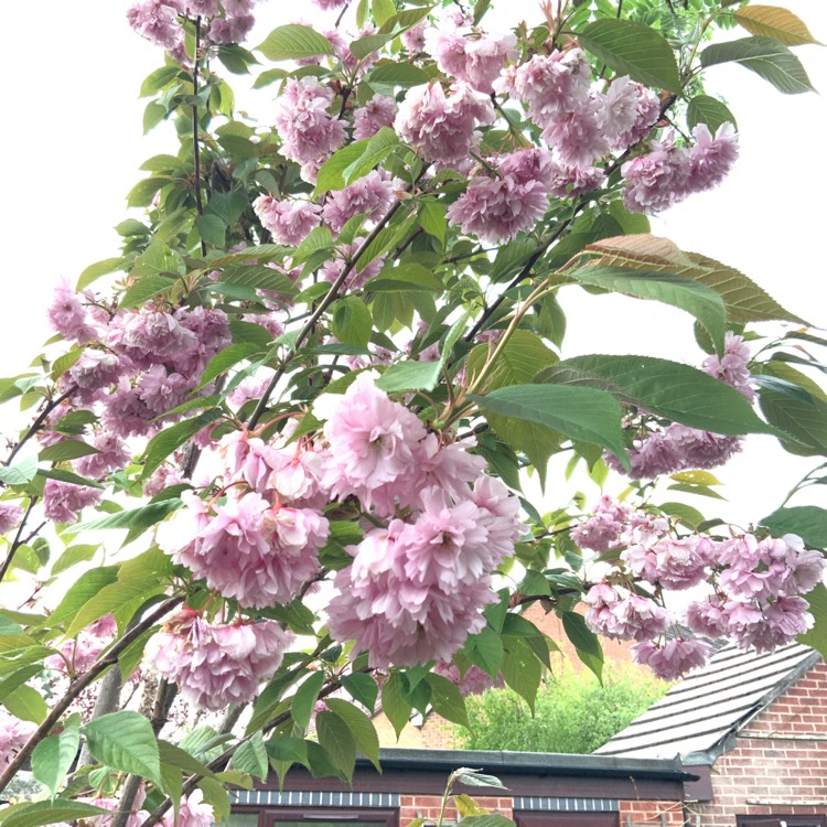 Plant image Prunus 'Kanzan'