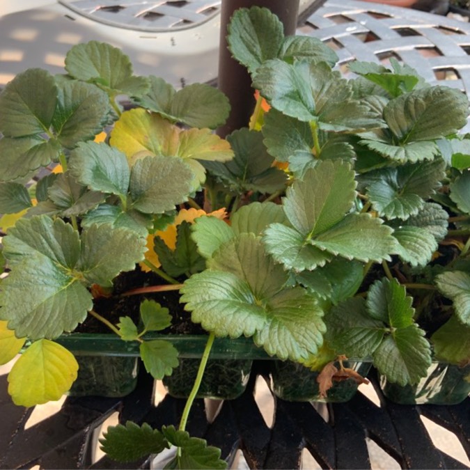 Plant image Fragaria x ananassa 'Loran'