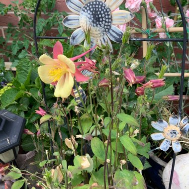 Aquilegia 'Swan Mixed'