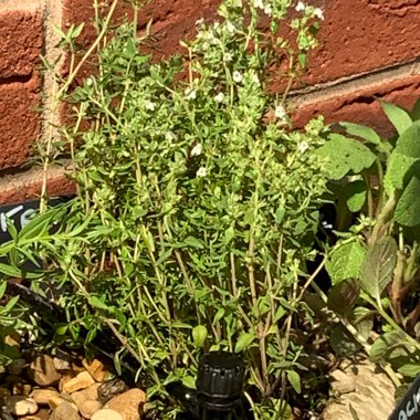 French Thyme