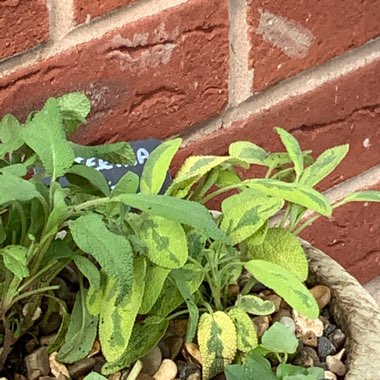 Garden Sage 'Icterina'