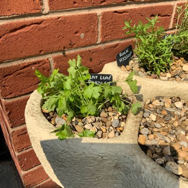 Flat-leafed Parsley