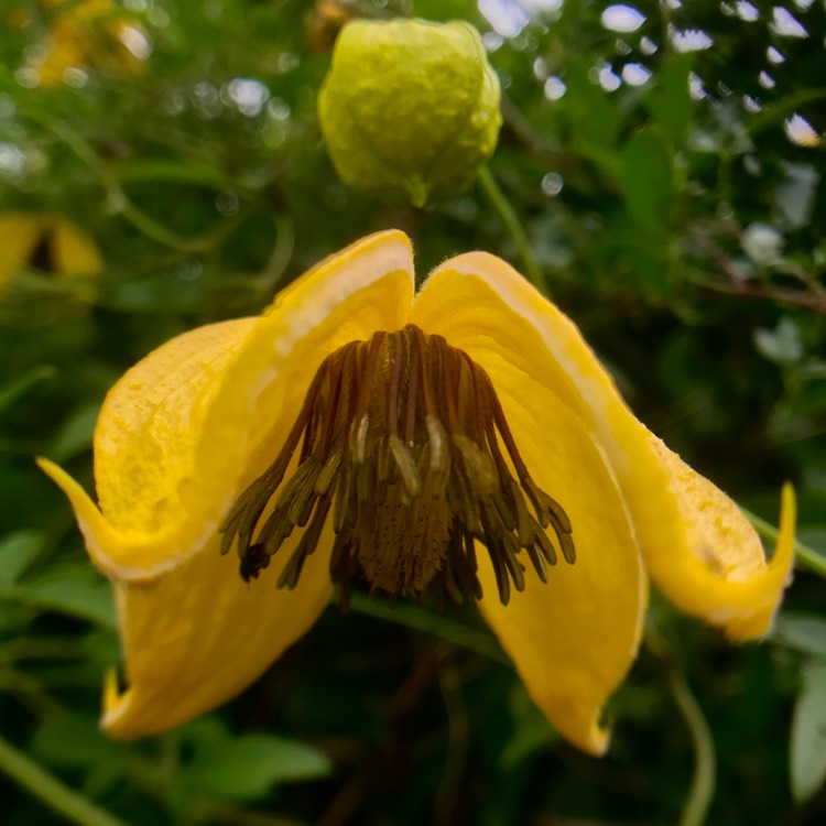 Plant image Clematis tangutica 'Lambton Park'