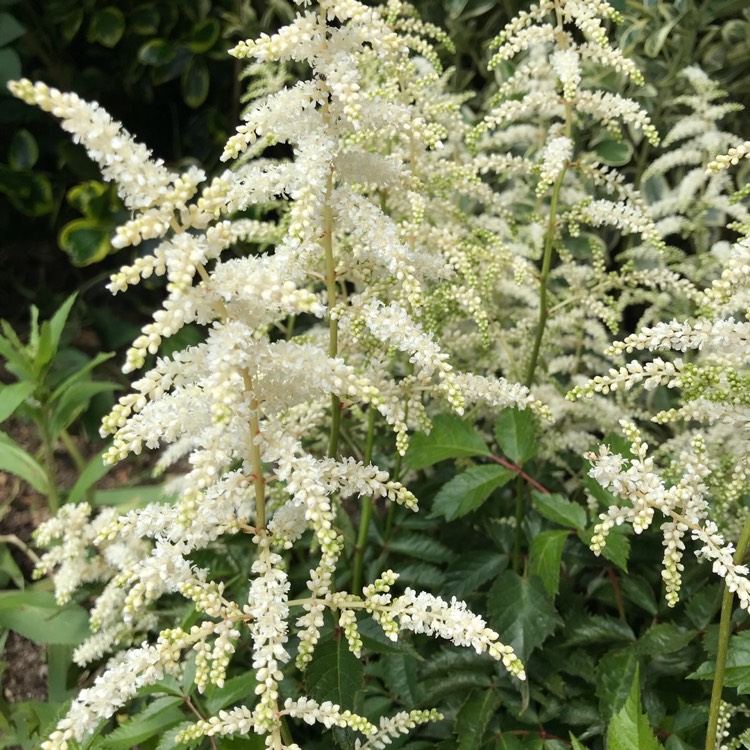 Plant image Astilbe chinensis var. pumila