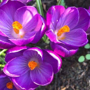 Crocus (Spring)