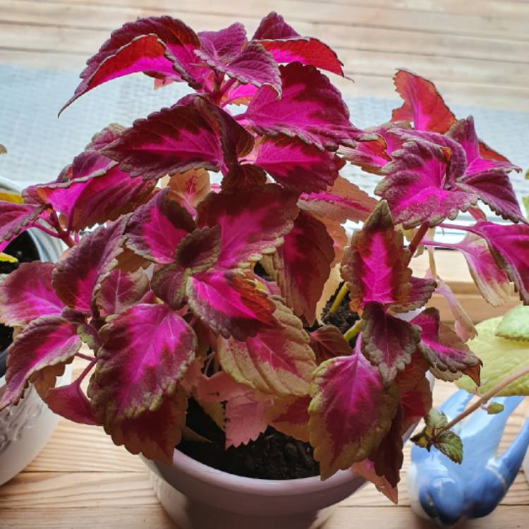 Plant image Plectranthus scutellarioides 'China Rose'