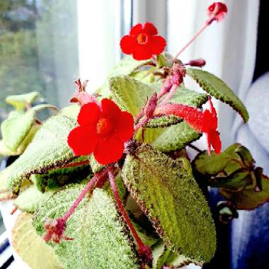 Episcia Cupreata