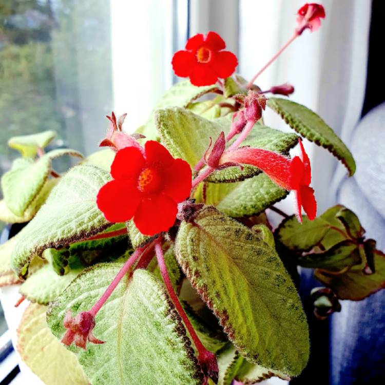 Plant image Episcia Cupreata