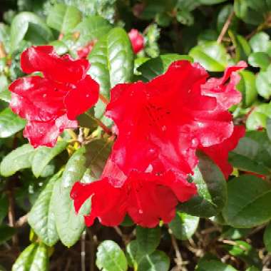 Rhododendron 'Scarlet Wonder'