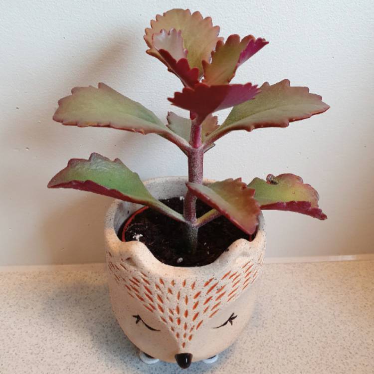 Plant image Kalanchoe 'Sexangularis'