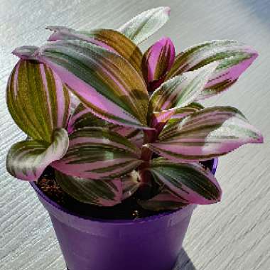 Tradescantia albiflora 'Nanouk'