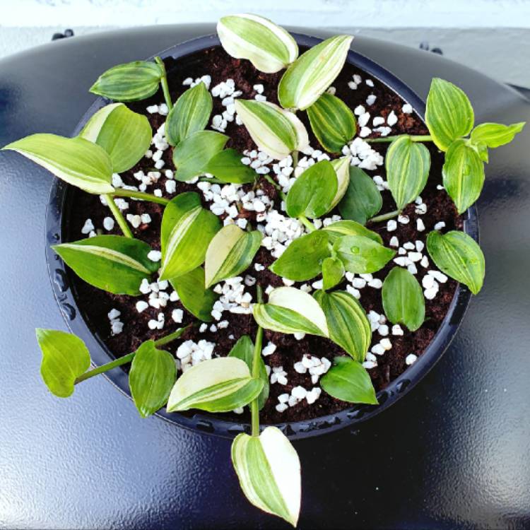 Plant image Tradescantia fluminensis 'Variegata'