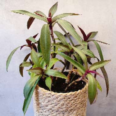 Tradescantia spathacea  syn. Rhoeo spathacea, Rhoeo discolor