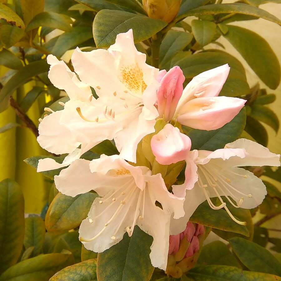 Rhododendron 'Dufthecke White'