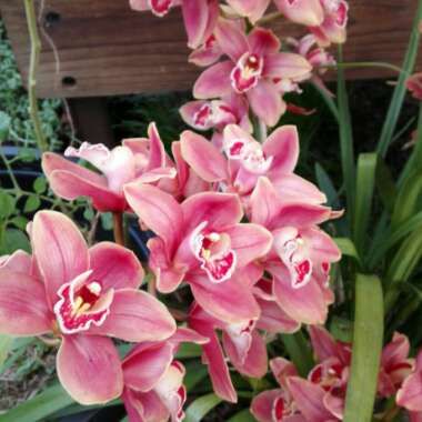 Cymbidium