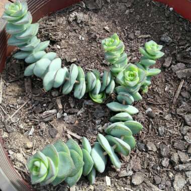 Crassula perforata x Crassula rupestris var marnieriana 'Baby Necklace'