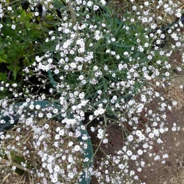 Annual Baby's Breath