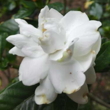 Gardenia Florida