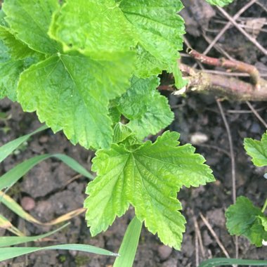 Ribes sanguineum