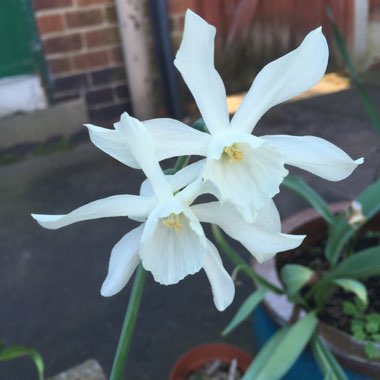 Daffodil 'Ice Wings' (Triandrus)