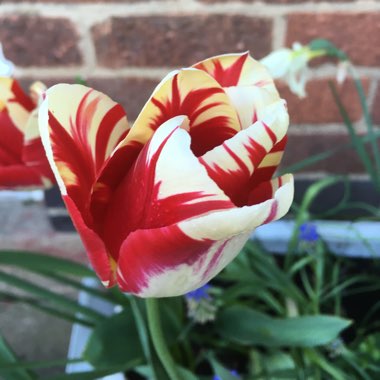 Tulip 'Carnaval de Nice' (Double Late)